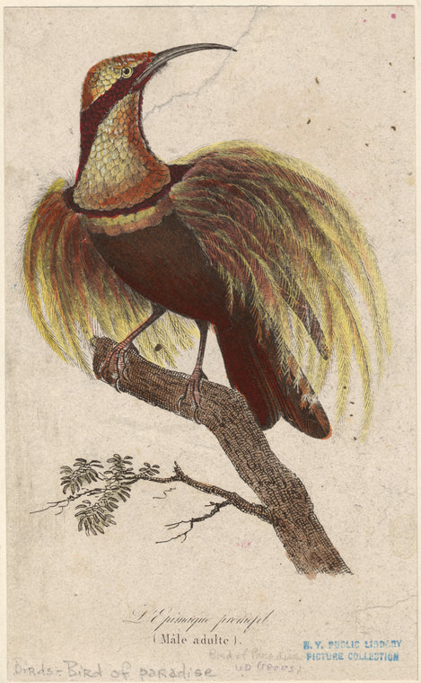 Male adult bird of paradise