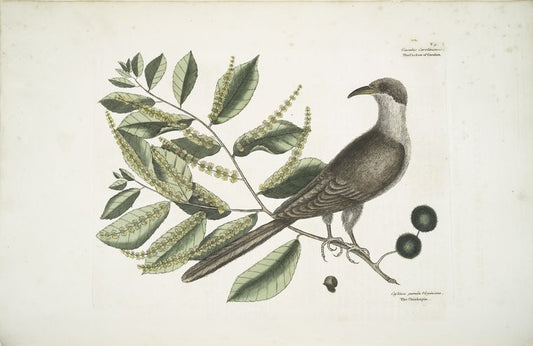 Cuculus Caroliniensis, The Cockow of Carolina; Castinea [Castanea] pumila Virginiana.