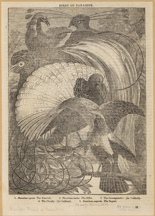 Pardisea apoda, the emerald; Paradisea aurea, the siflet; The incomparable, (le vaillant); The cloudy, (le vaillant); Paradisea superba, the superb