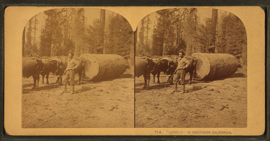 Logging in Northern California.