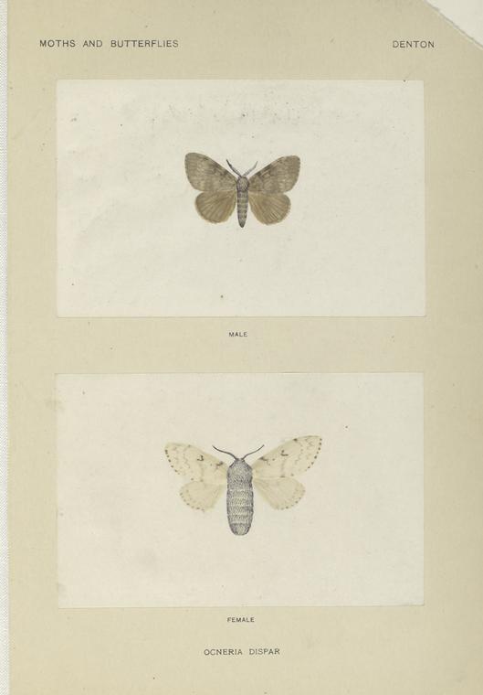 Ocneria Dispar (Male, Female)