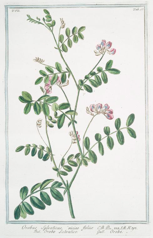 Orobus sylvaticus, viciae foliis = Orobo salvatico = Orobe.