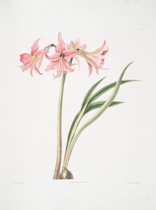 Amaryllis stilosa