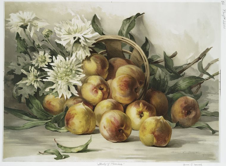 Study of Peaches.