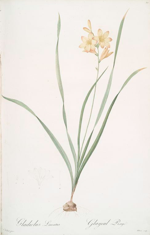 Gladiolus lineatus