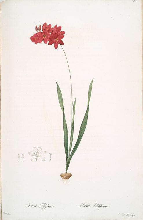 Ixia filiformis