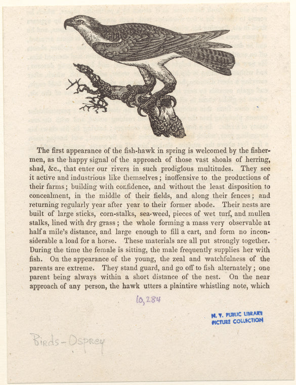 Osprey