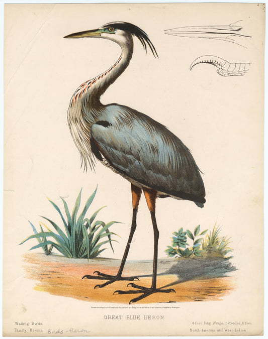 Great blue heron
