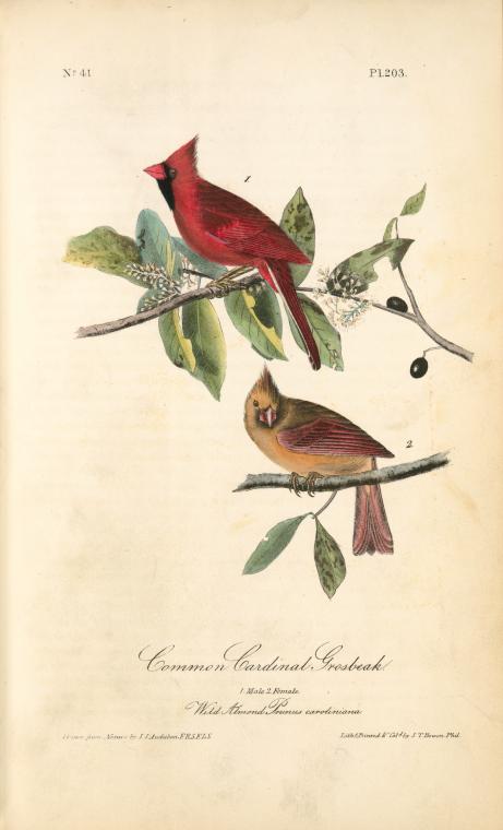 Common Cardinal Grosbeak, 1. Male 2. Female (Wild Almond Prunus caroliniana)