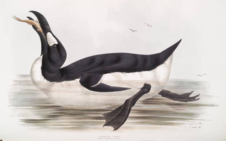 Great Auk