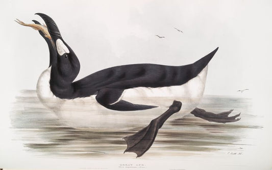 Great Auk