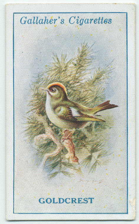 Goldcrest wren.