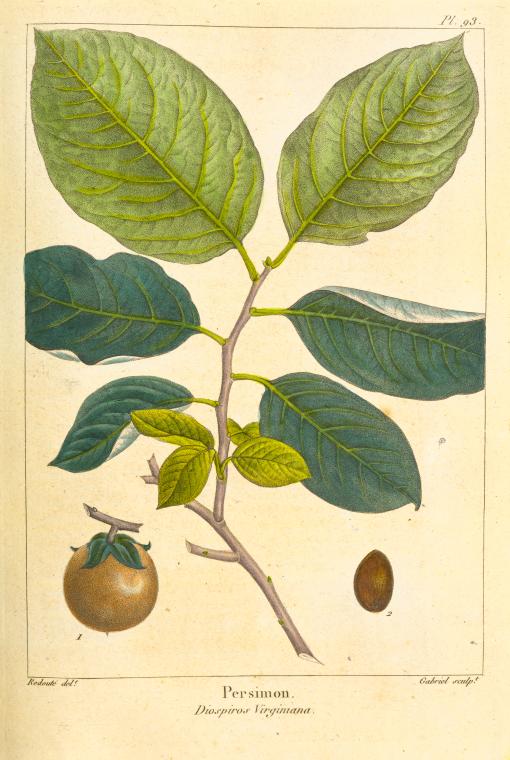 Persimon (Diospiros virginiana).