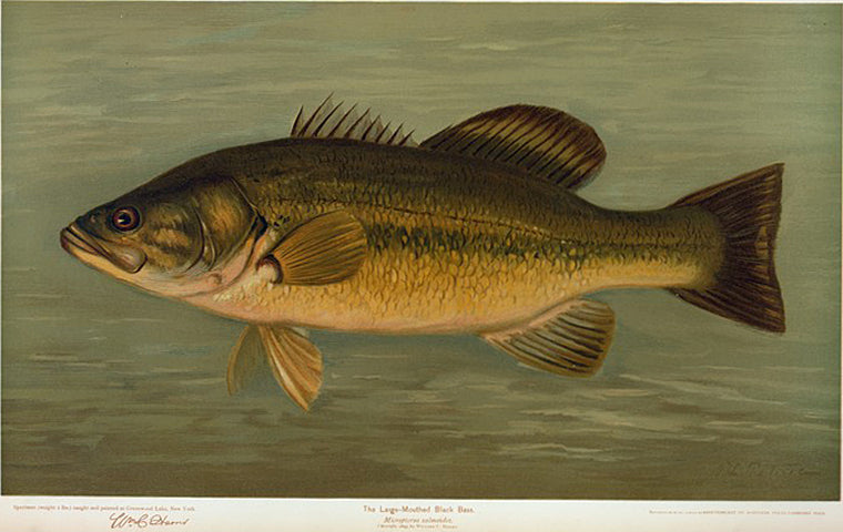 The Large-Mouthed Black Bass, Micropterus salmoides.