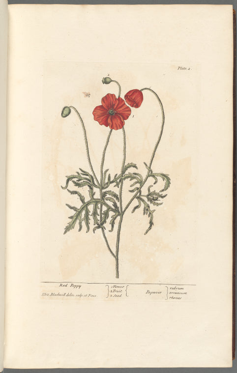 Red poppy