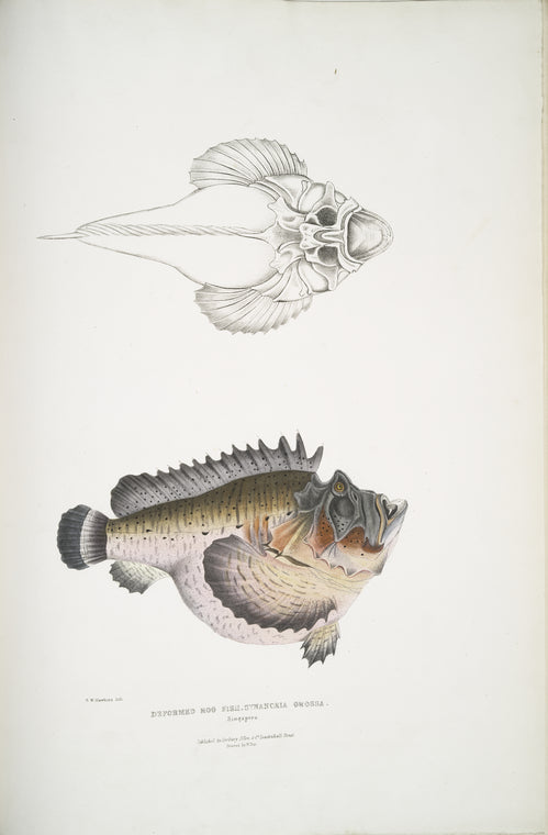 Deformed Hog Fish, Synanaceia grossa. Singapore.