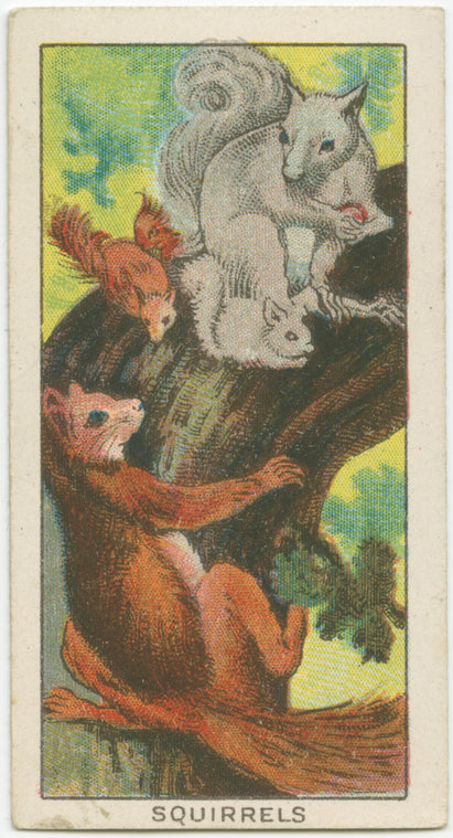 Squirrels.