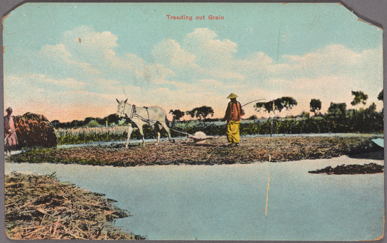 Treading out grain.