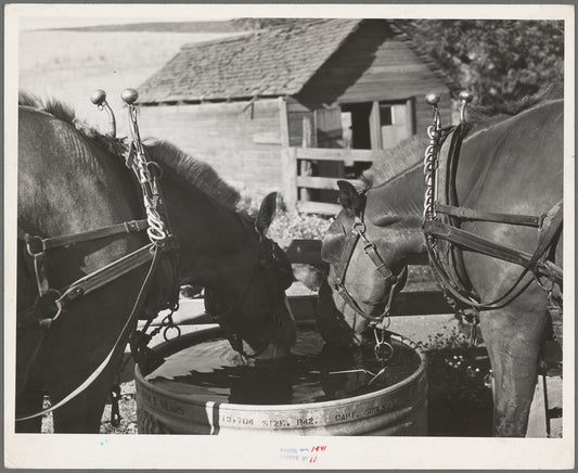 Horses at the watering trough. Wheat farm in Whitman County, Washington
