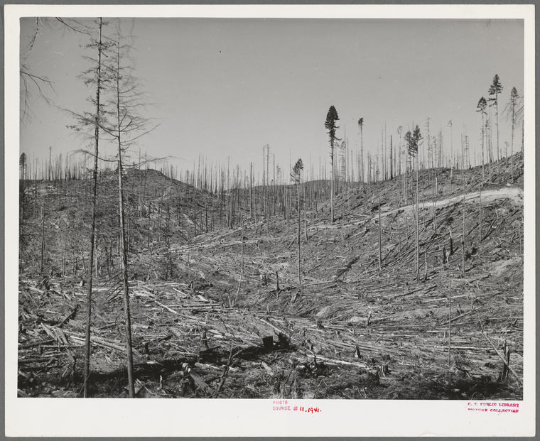 Cut-over forest land. Clatsop County, Oregon