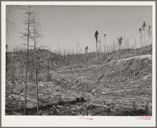 Cut-over forest land. Clatsop County, Oregon
