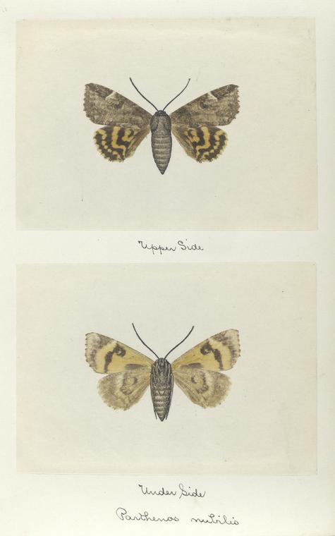 Parthenos nubilis (upper side; under side).