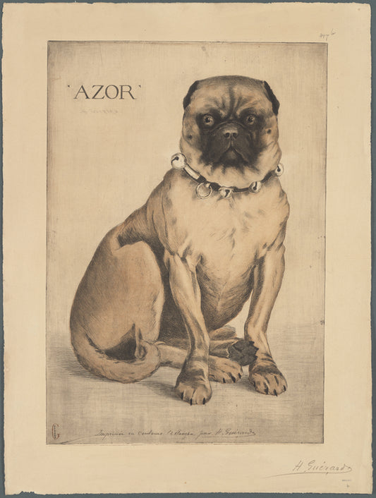 Azor (long portrait)