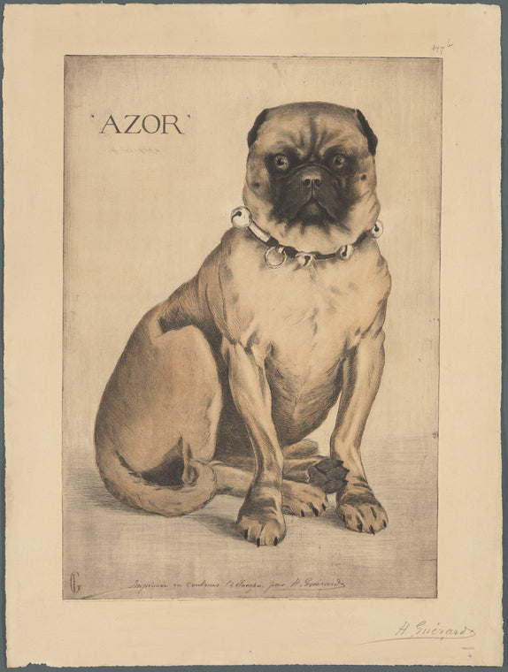 Azor (long portrait)