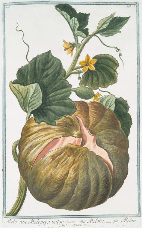 Melo sive Melopepo vulgo = Melone = Melon (Melo vulgaris)