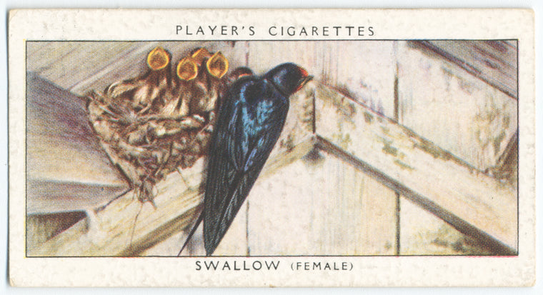 Swallow (female).