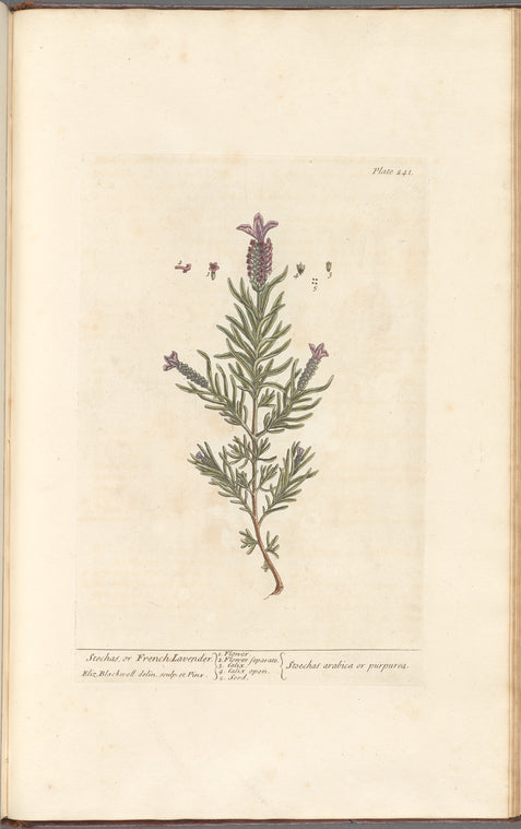 Stechas, or French lavender
