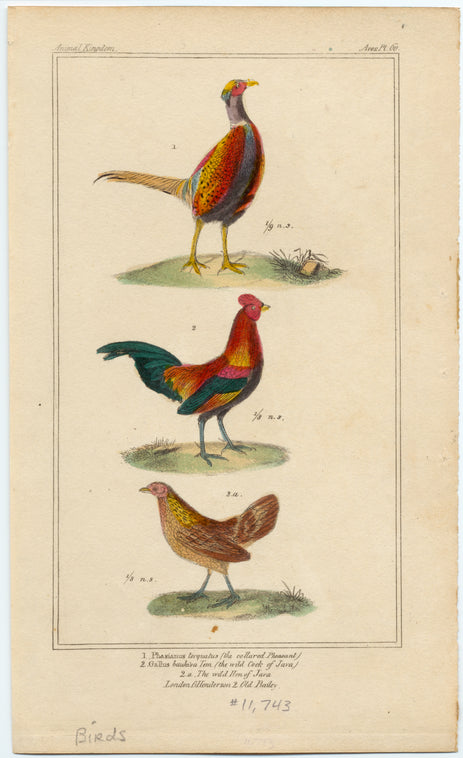 Phasianus torquatus (the collared pheasant) ; Gallus baukiva Tem. (the wild cock of Java) ; The wild hen of Java
