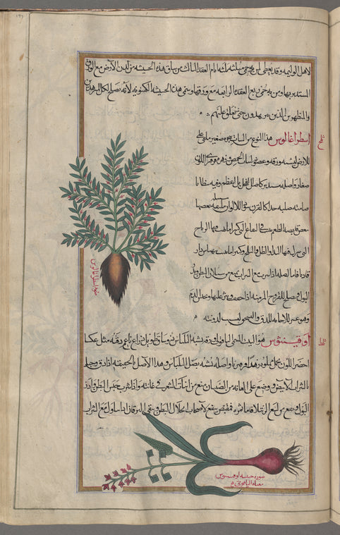 Coffee Plant (Astragalus sp.), astrâghâlûs [top]; Alpine Squill (Scilla bifolia), awqînthûs [!] [bottom]