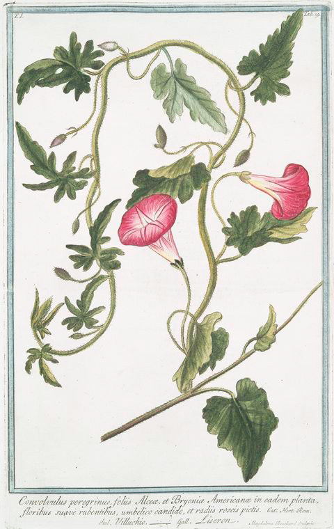 Convolvulus peregrinus, foliis Alceæ et Bryoniæ Americanæ in eadem planta, floribus suave rubentibus, umbelico candido, et radiis roseis pictis = Villuchio = Liseron.