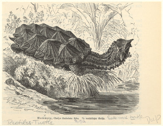 Matamata, Chelys fimbriata Schn