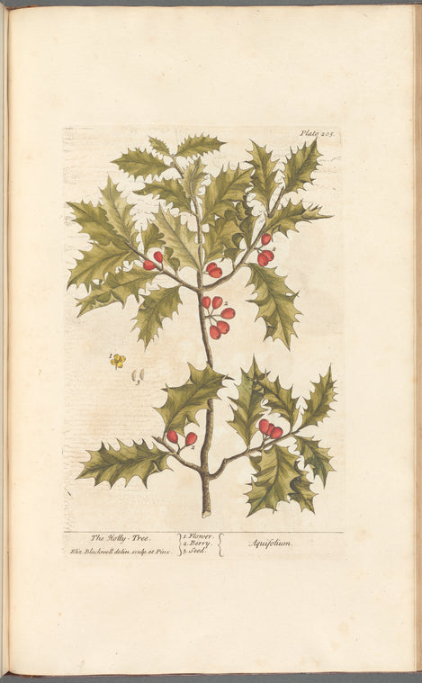 The holly-tree