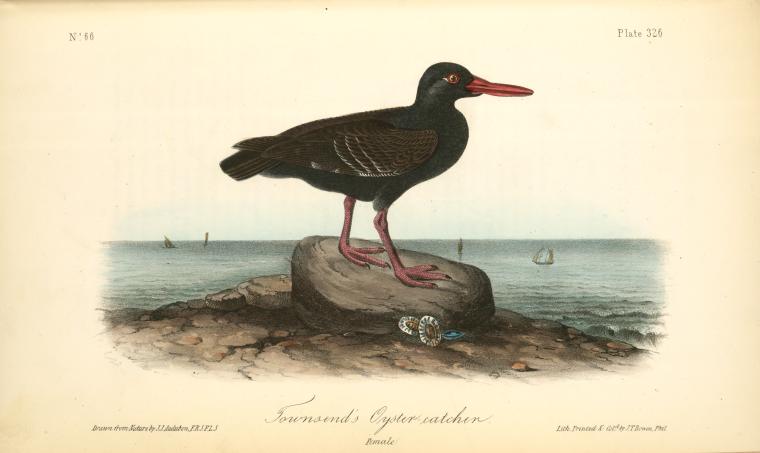 Townsend's Oyster-catcher, Female