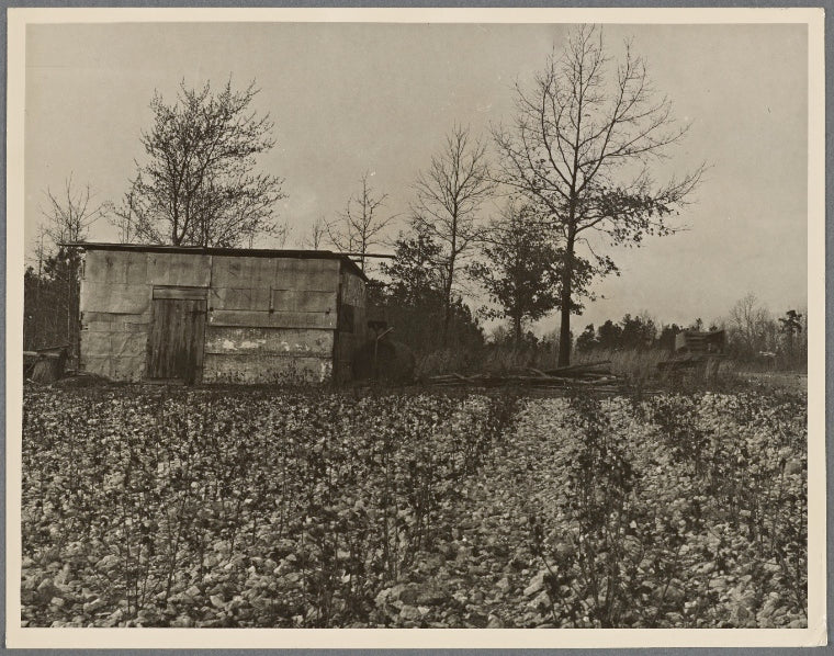 Cotton patch showing rocky character of land at Crabtree Creek recreational demonstration area near Raleigh, North Carolina.