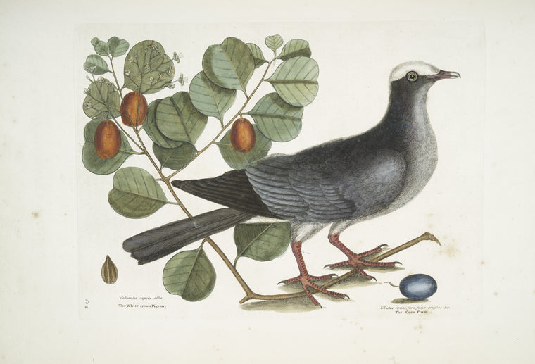 Columba capite albo, The White-crowned Pigeon; Frutex cotini fere folio crasso,&c., The Coco [Cocoa] Plum.