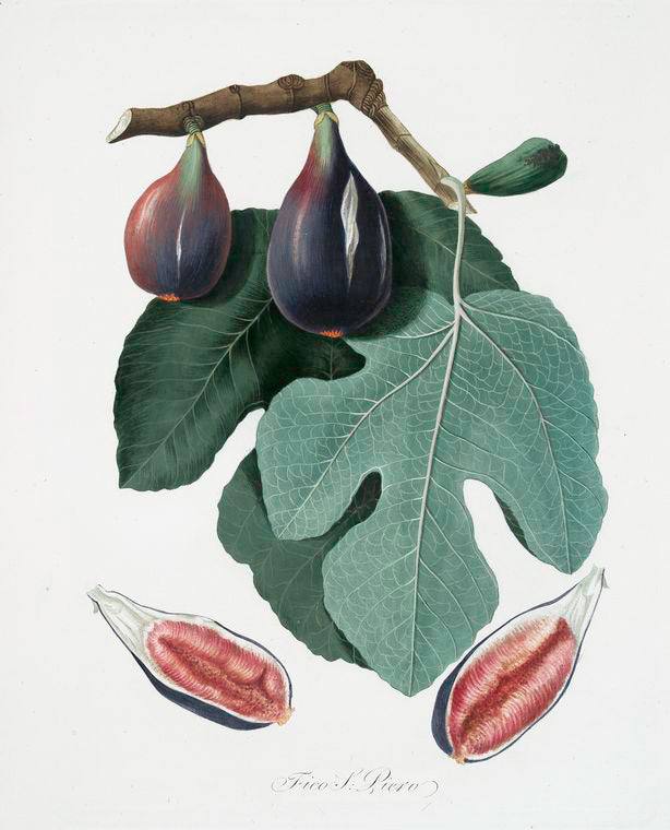 Fico S. Piero. [Fico San-piero ; Figus Carica ; Fig]