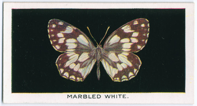 Marbled white.
