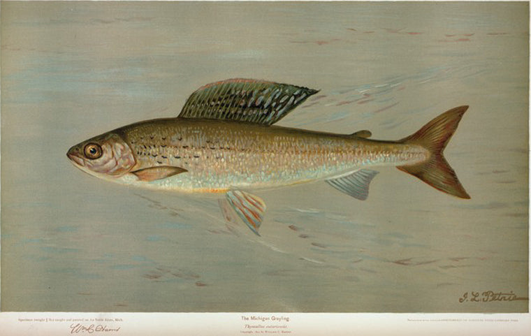 The Michigan Grayling, Thymallus ontariensis.
