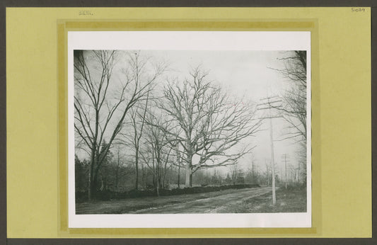 Tree along road with electrical poles