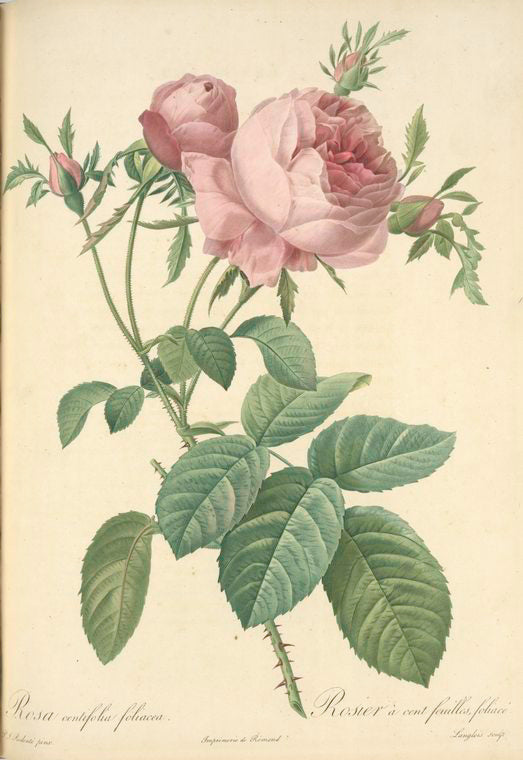 Rosa Centifolia Foliacea; Variete du Rosier á centfeuilles