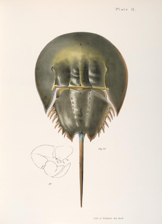 [Crustacea] 50. Polyphemus occidentalis. 51. [Lateral view]