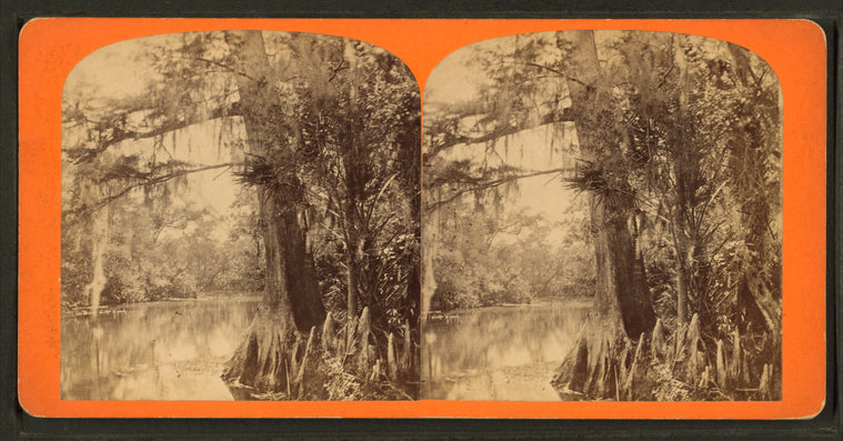 View of trees along the Oklawaha River, Fla.