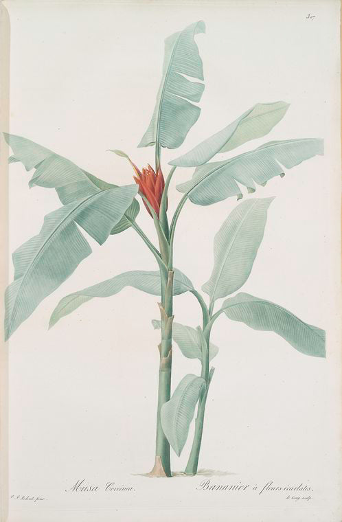 Musa coccinea