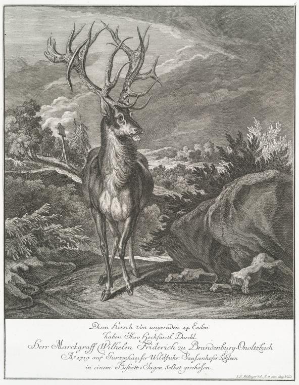 DiesenHirsch von ungerarden 24 Enden haben Thro Hochfürstel. Durschl. Herr Marckgraff Wilhelm Friderich zu Brandenberg-Onoltzbach Ao. 1719 auf Gunzenhauser Wildfuhr Saussenhofer Löhlein in einem Bestoett-Tagen selbst geschosen.