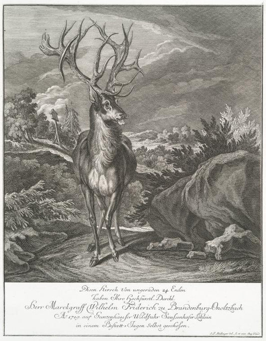 DiesenHirsch von ungerarden 24 Enden haben Thro Hochfürstel. Durschl. Herr Marckgraff Wilhelm Friderich zu Brandenberg-Onoltzbach Ao. 1719 auf Gunzenhauser Wildfuhr Saussenhofer Löhlein in einem Bestoett-Tagen selbst geschosen.