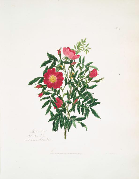 Rosa blanda